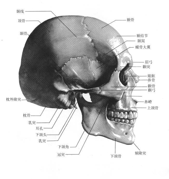 金屬<a href=http://m.ttyulecheng168.com/dayin.html target=_blank class=infotextkey><a href=http://m.ttyulecheng168.com/dayin.html target=_blank class=infotextkey>3d打印</a></a>技術(shù)可促進(jìn)顱頜面外科手術(shù)創(chuàng)新與發(fā)展